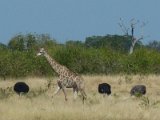 girafe et autruches route Chobe FP